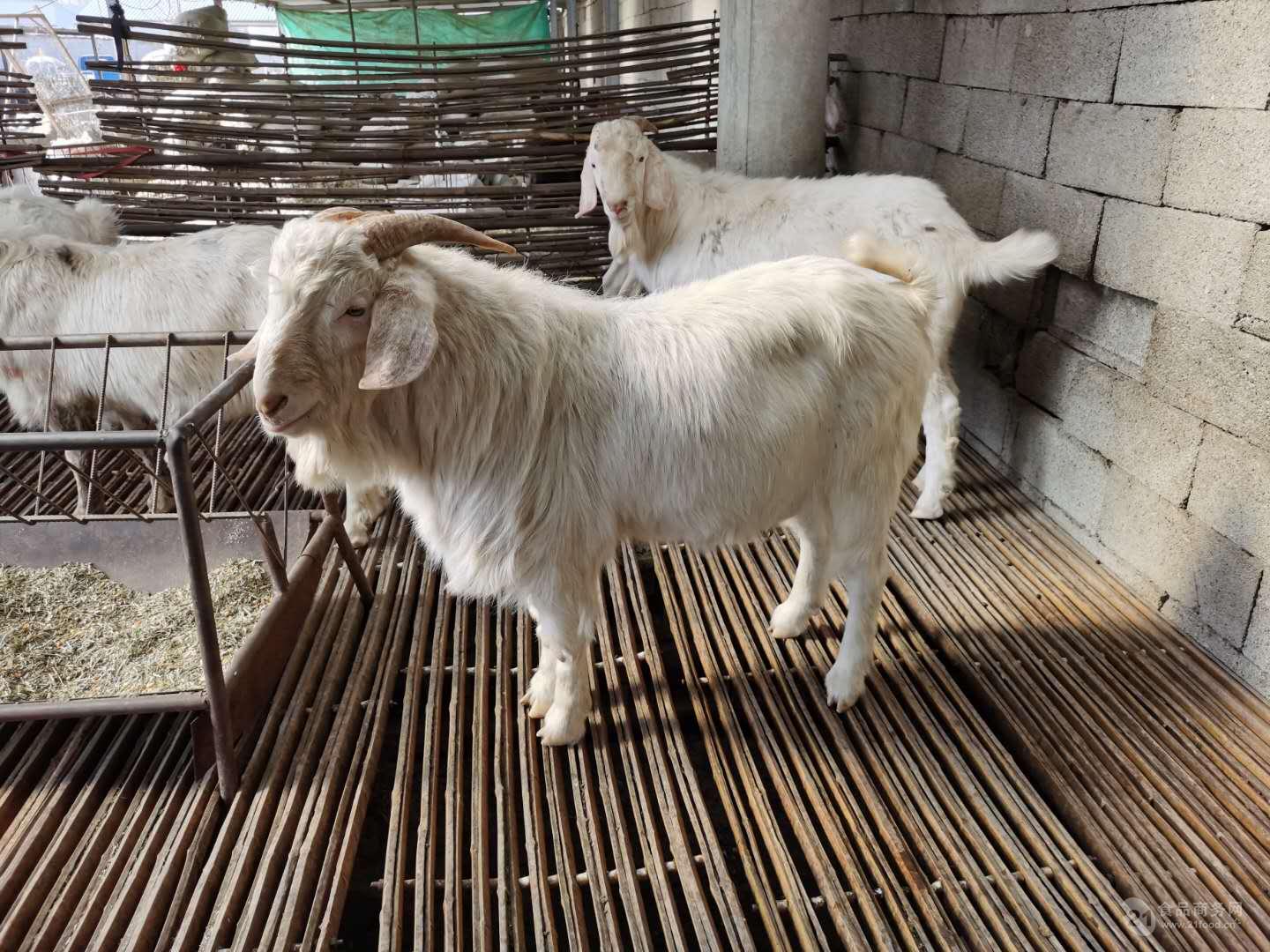 瓦格吉尔羊多少钱一只