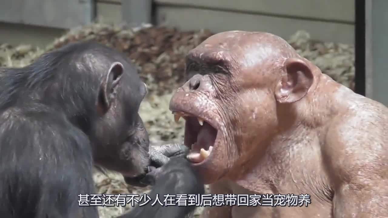 世界上最大的猩猩