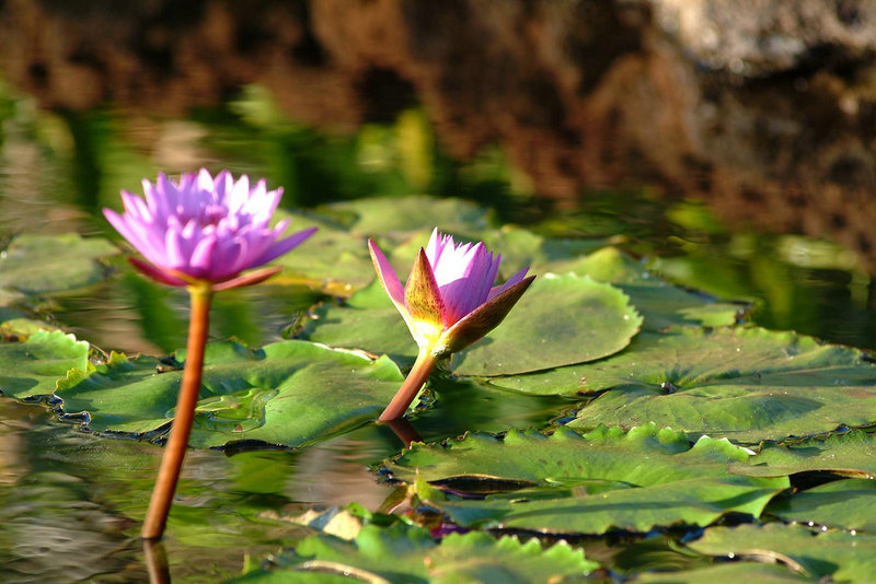 全球女星颜值前十名 全球女星颜值前十名杨颖排名